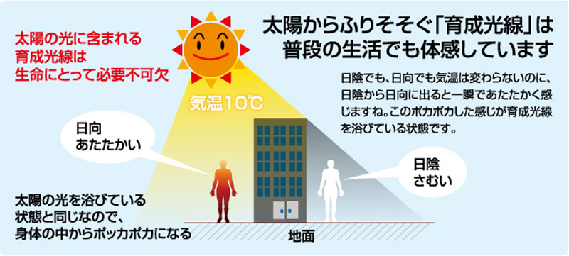 太陽の光に含まれる育成光線は生命にとって必要不可欠